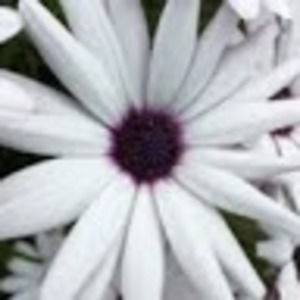 Meet your Posher, Sophia